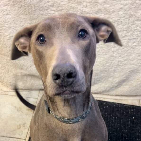 Delilah