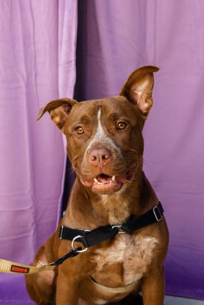 Cooper (in foster) — thumbnail 2