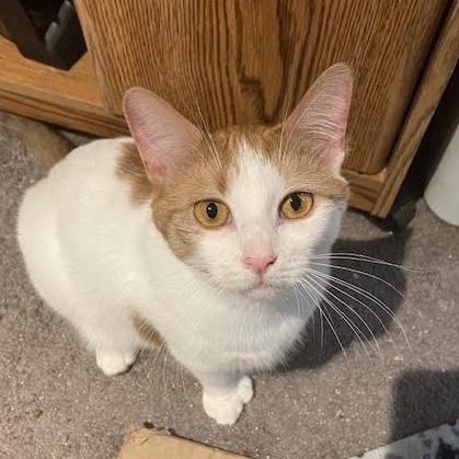 Gemma & Benny (Bonded Pair)