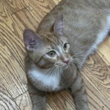 Gemma & Benny (Bonded Pair), a Adoptable Domestic Short Hair in Plymouth, MN image 4/4