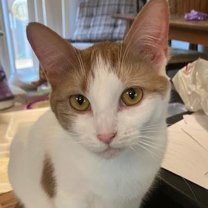 Gemma & Benny (Bonded Pair), a Adoptable Domestic Short Hair in Plymouth, MN image 3/4