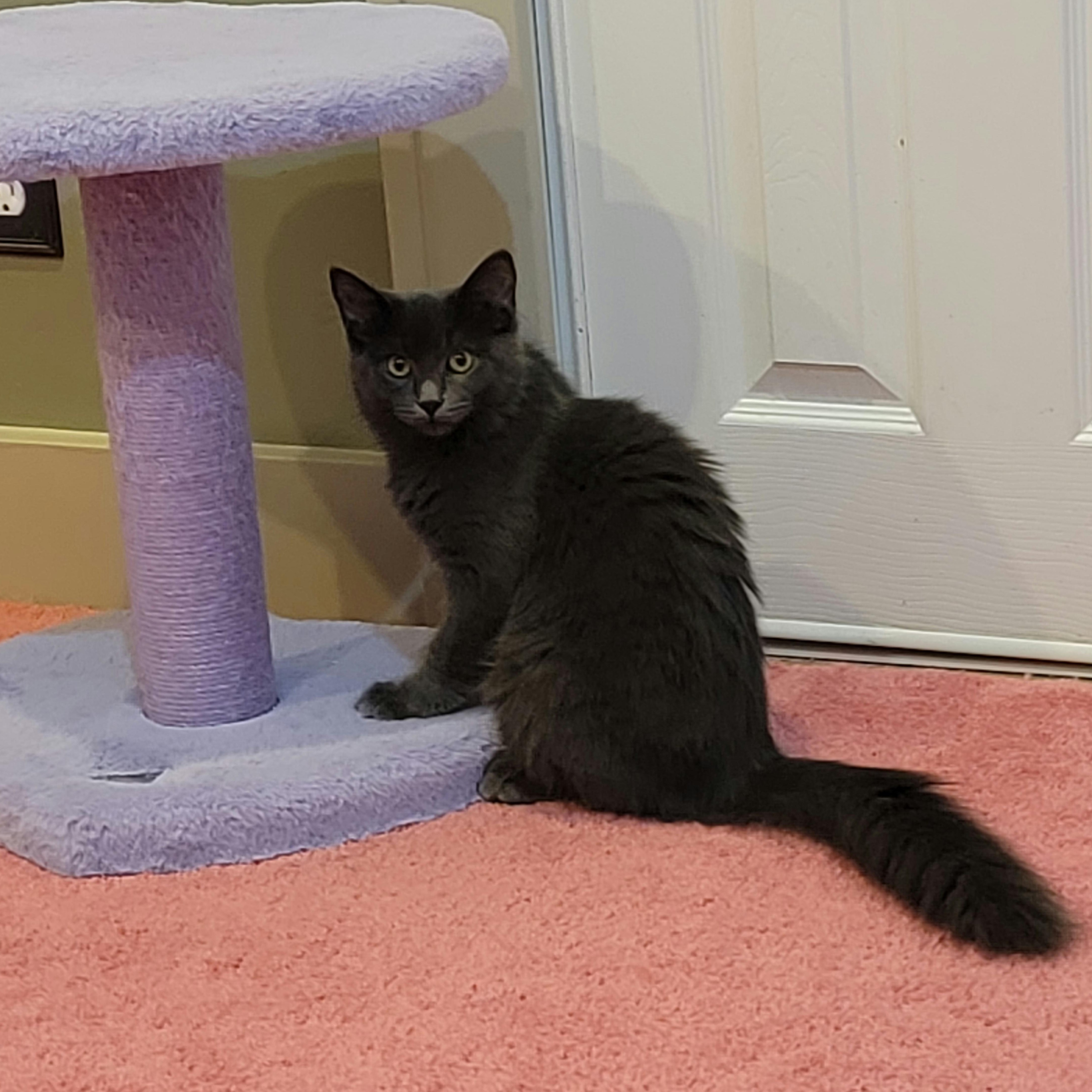 Papaya, a Adoptable Domestic Long Hair in Wyandotte, MI image 2/6
