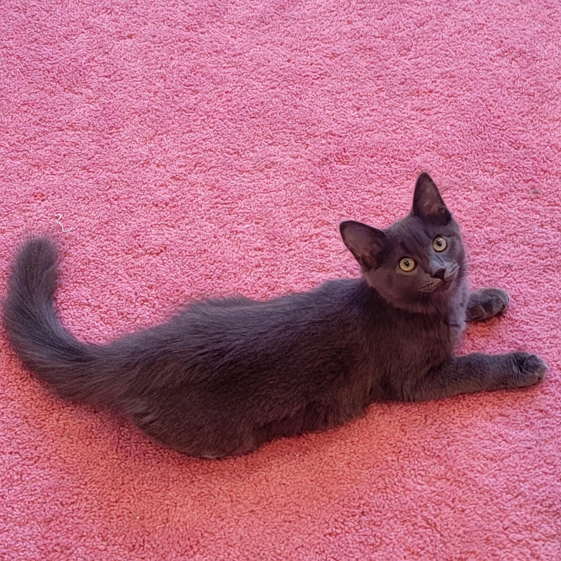 Papaya, a Adoptable Domestic Long Hair in Wyandotte, MI image 6/6