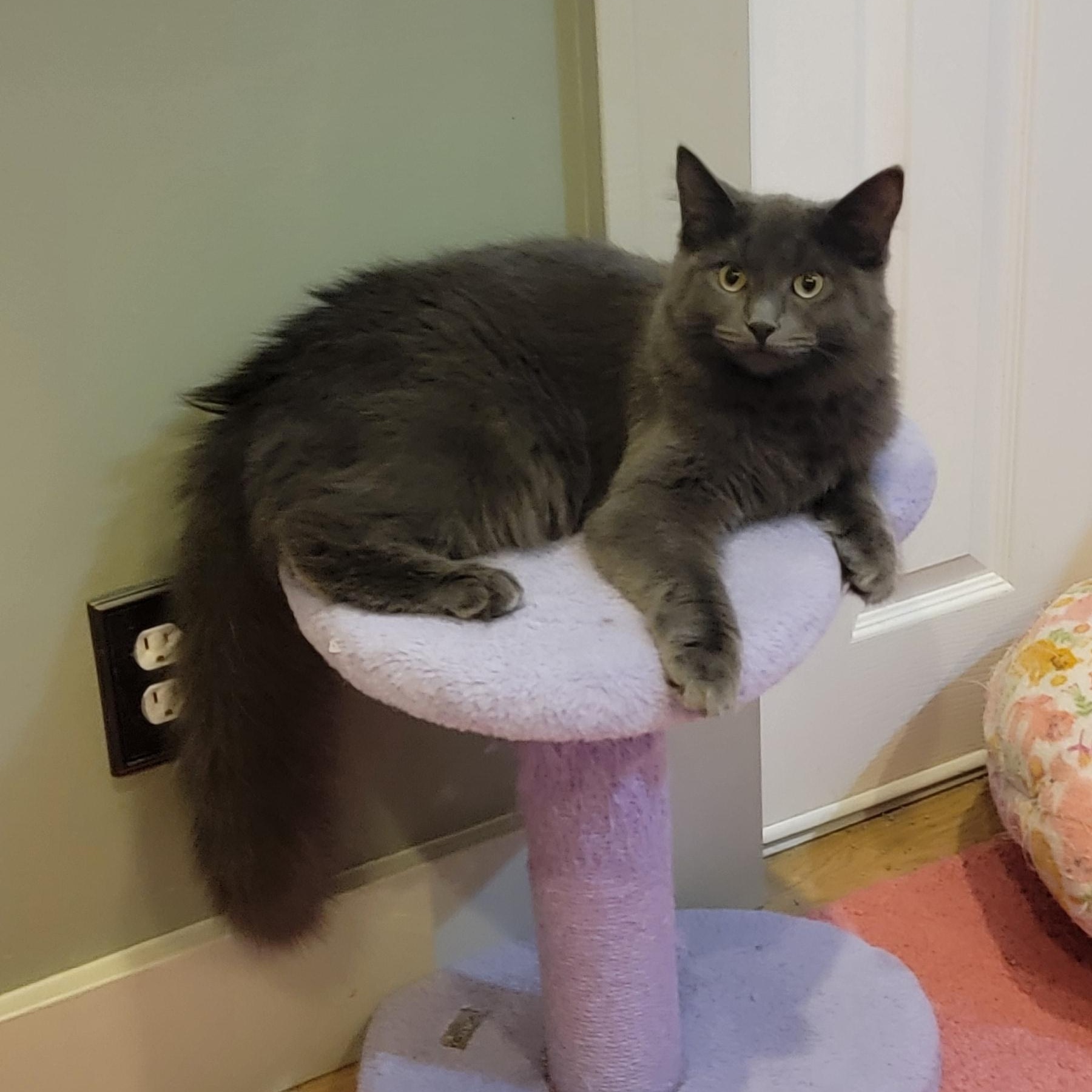 Papaya, Adoptable, Kitten Female Domestic Long Hair.