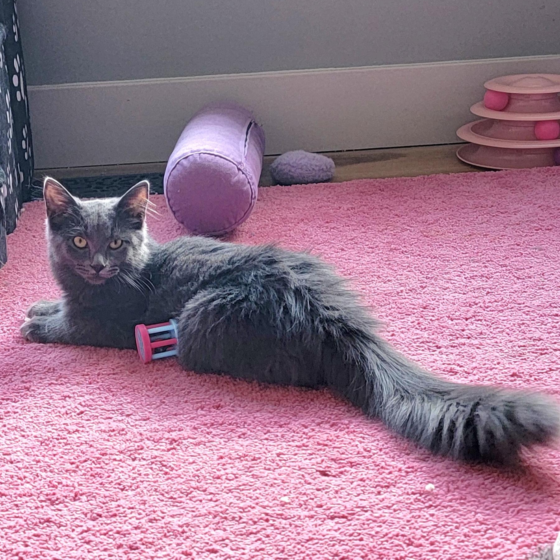 Papaya, Adoptable, Kitten Female Domestic Long Hair.