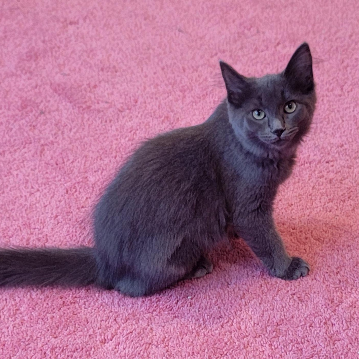 Papaya, a Adoptable Domestic Long Hair in Wyandotte, MI image 4/6