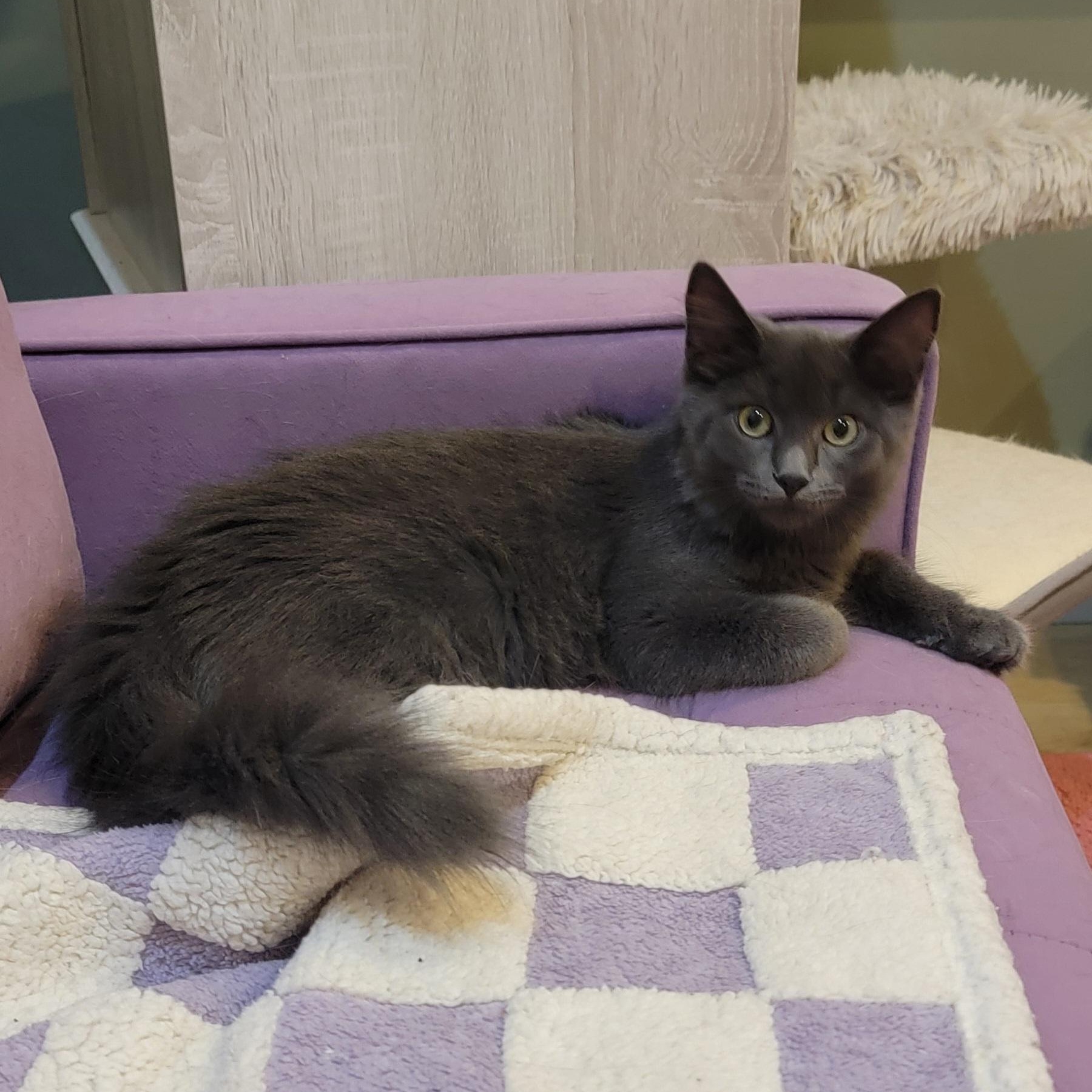 Papaya, a Adoptable Domestic Long Hair in Wyandotte, MI image 5/6