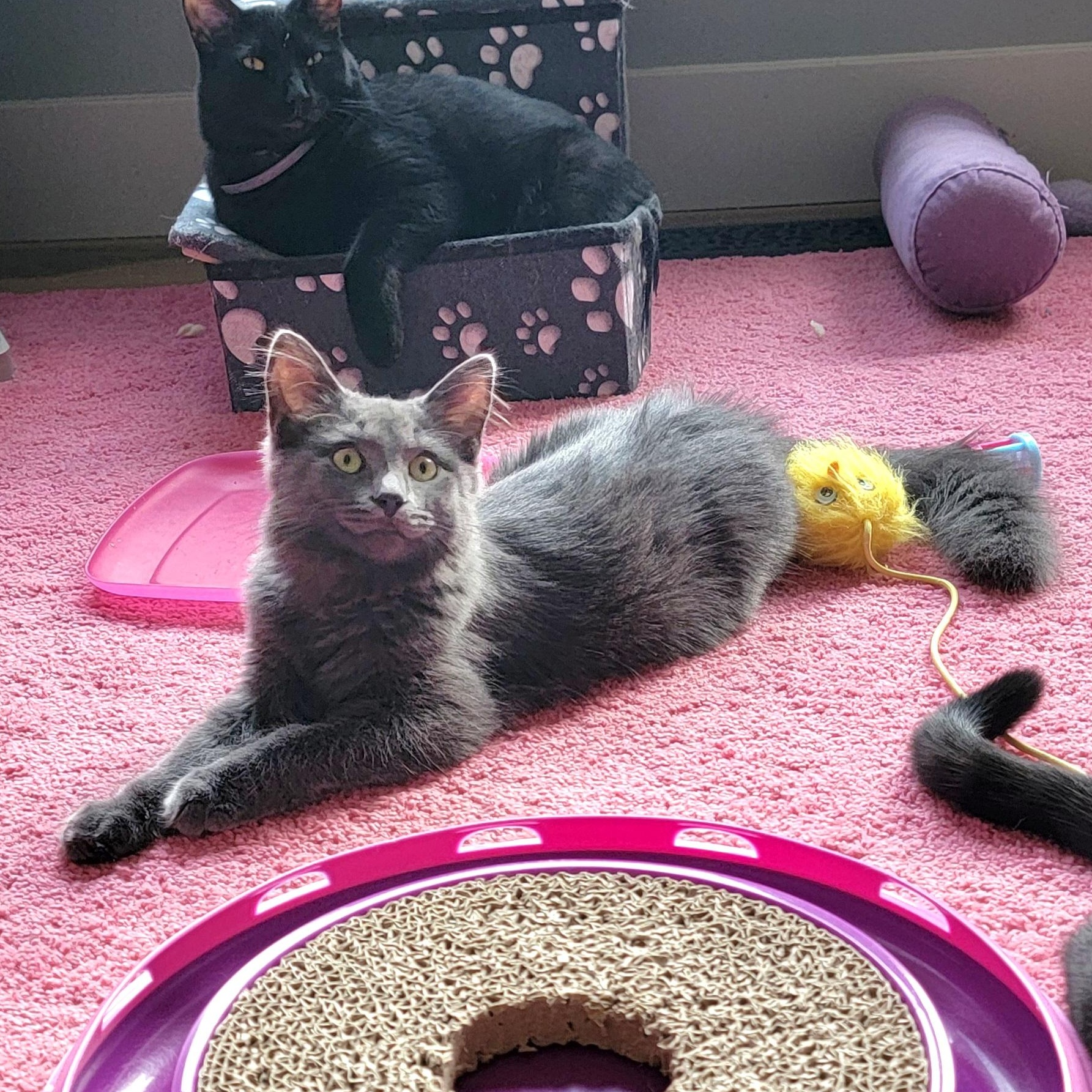 Papaya, a Adoptable Domestic Long Hair in Wyandotte, MI image 3/6