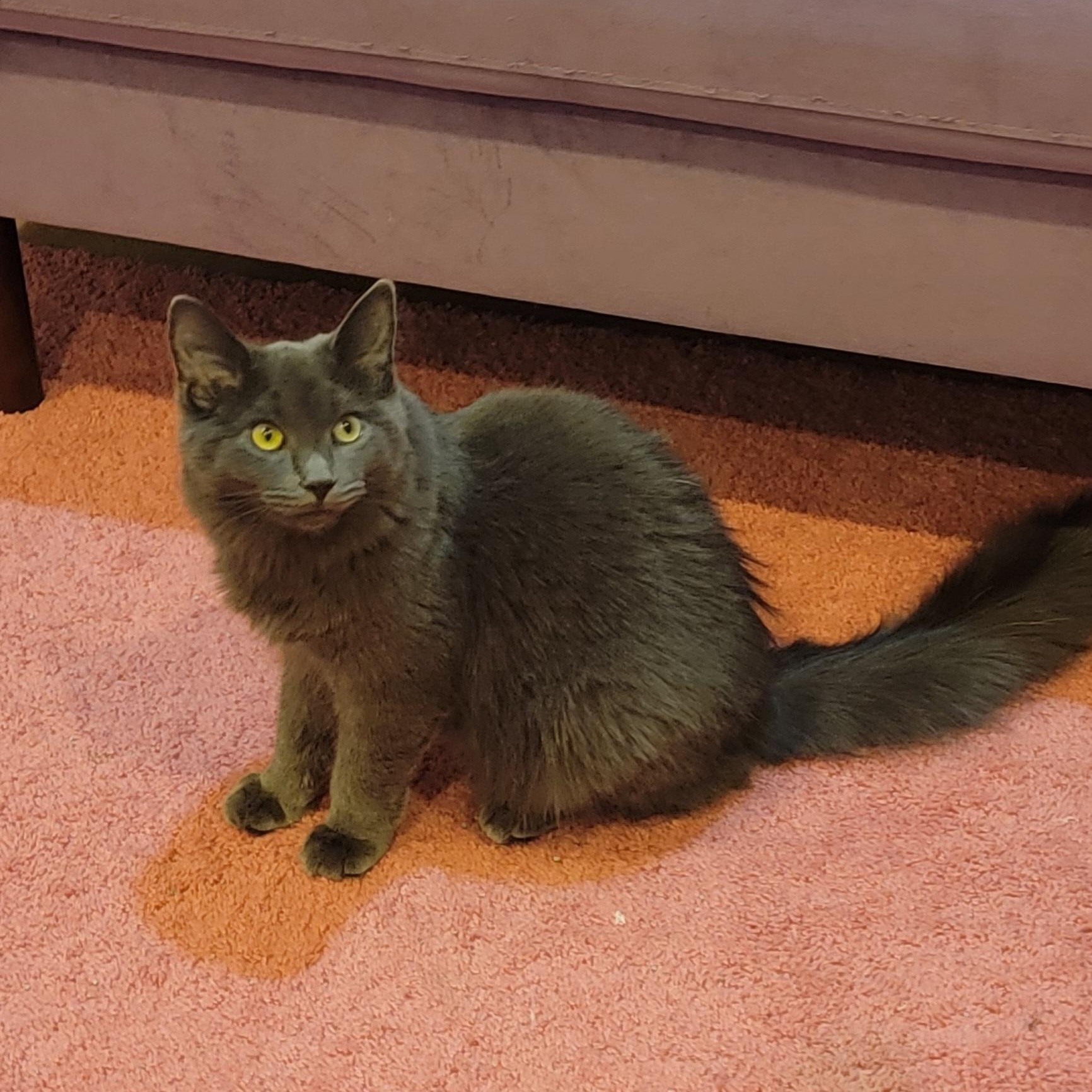 Enlarge Papaya, a Adoptable Domestic Long Hair in Wyandotte, MI image 6/6