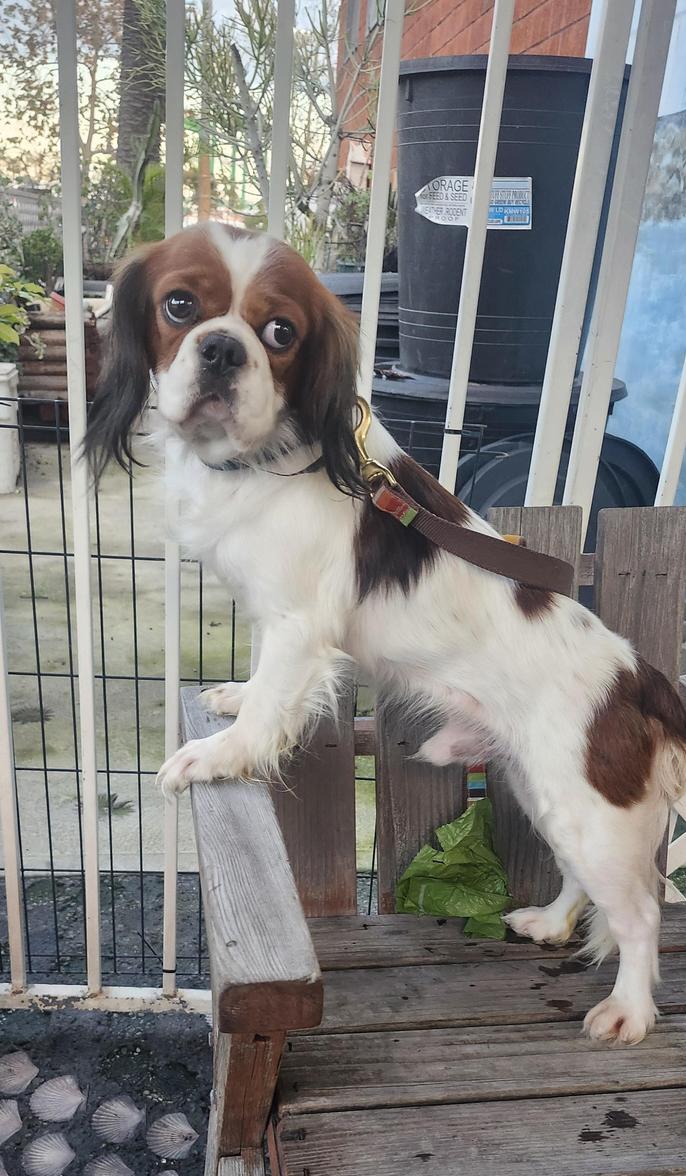 Enlarge Moose, a ADOPTABLE Cavalier King Charles Spaniel in Torrance, CA image 2/3