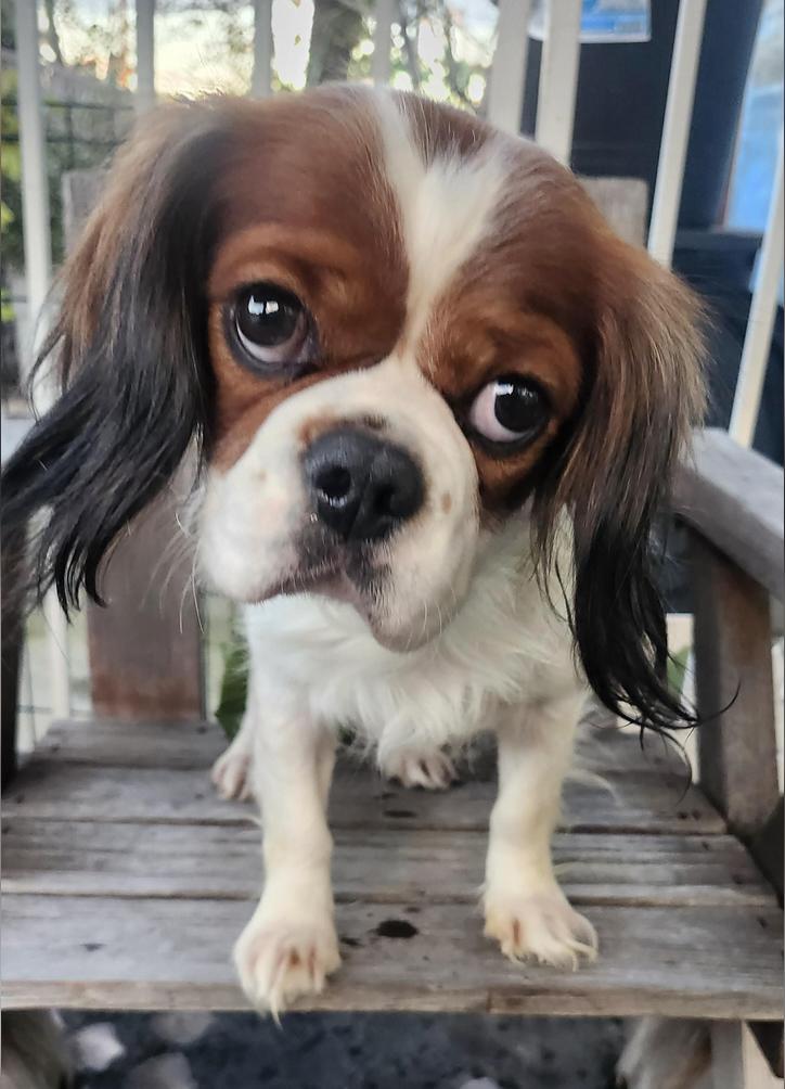 Moose, ADOPTABLE, Young Male Cavalier King Charles Spaniel.
