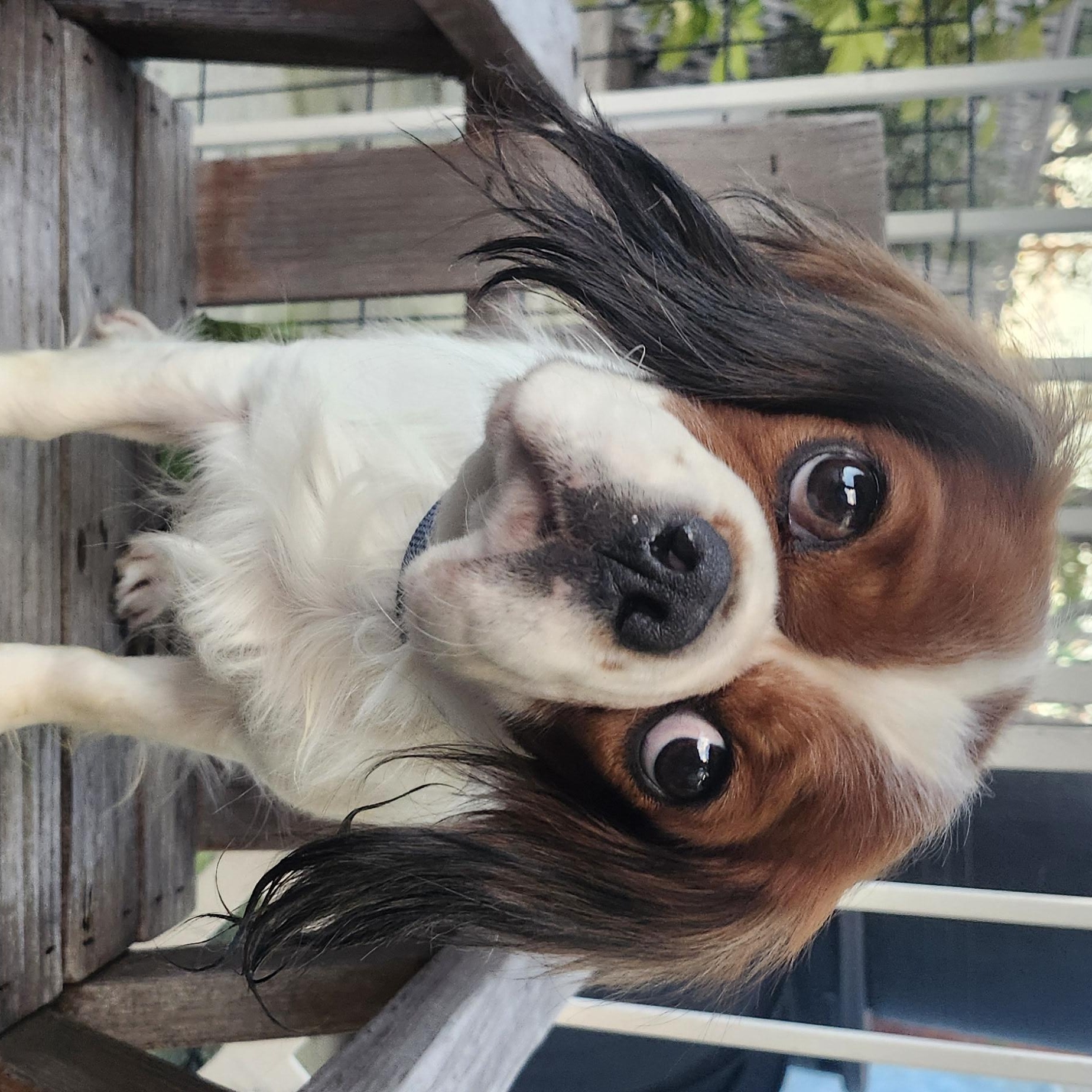 Enlarge Moose, a ADOPTABLE Cavalier King Charles Spaniel in Torrance, CA image 3/3