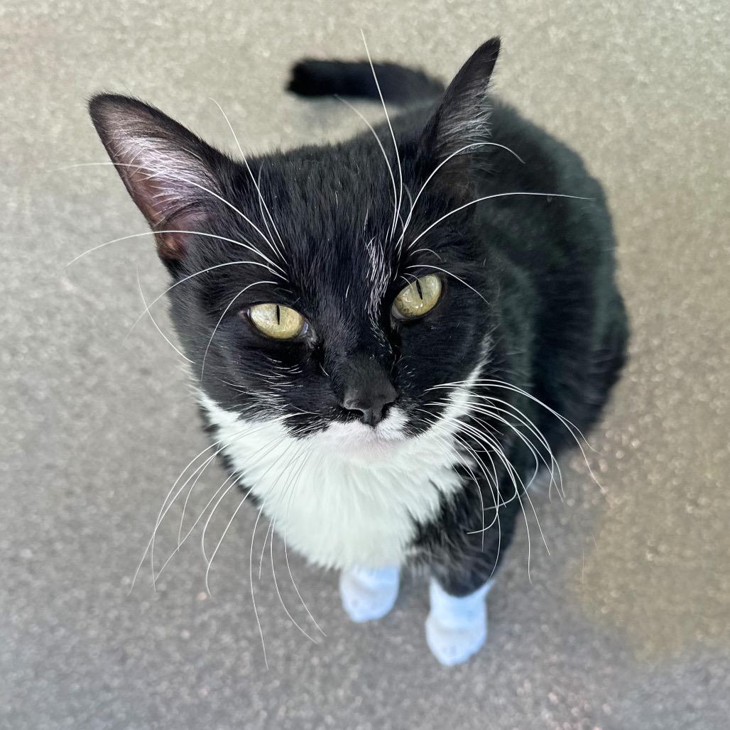 Salem, Adoptable, Adult Female Domestic Short Hair.