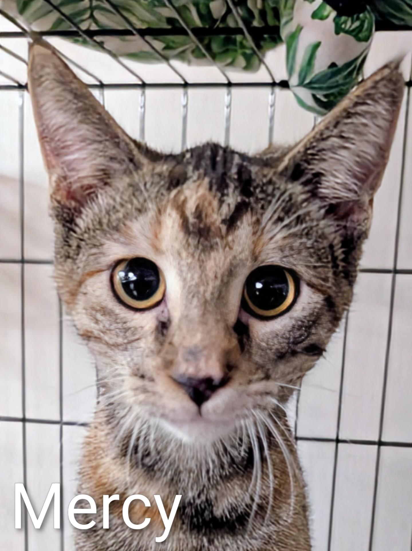 Enlarge Mercy, a Adoptable Domestic Short Hair in Colfax, IA image 1/1