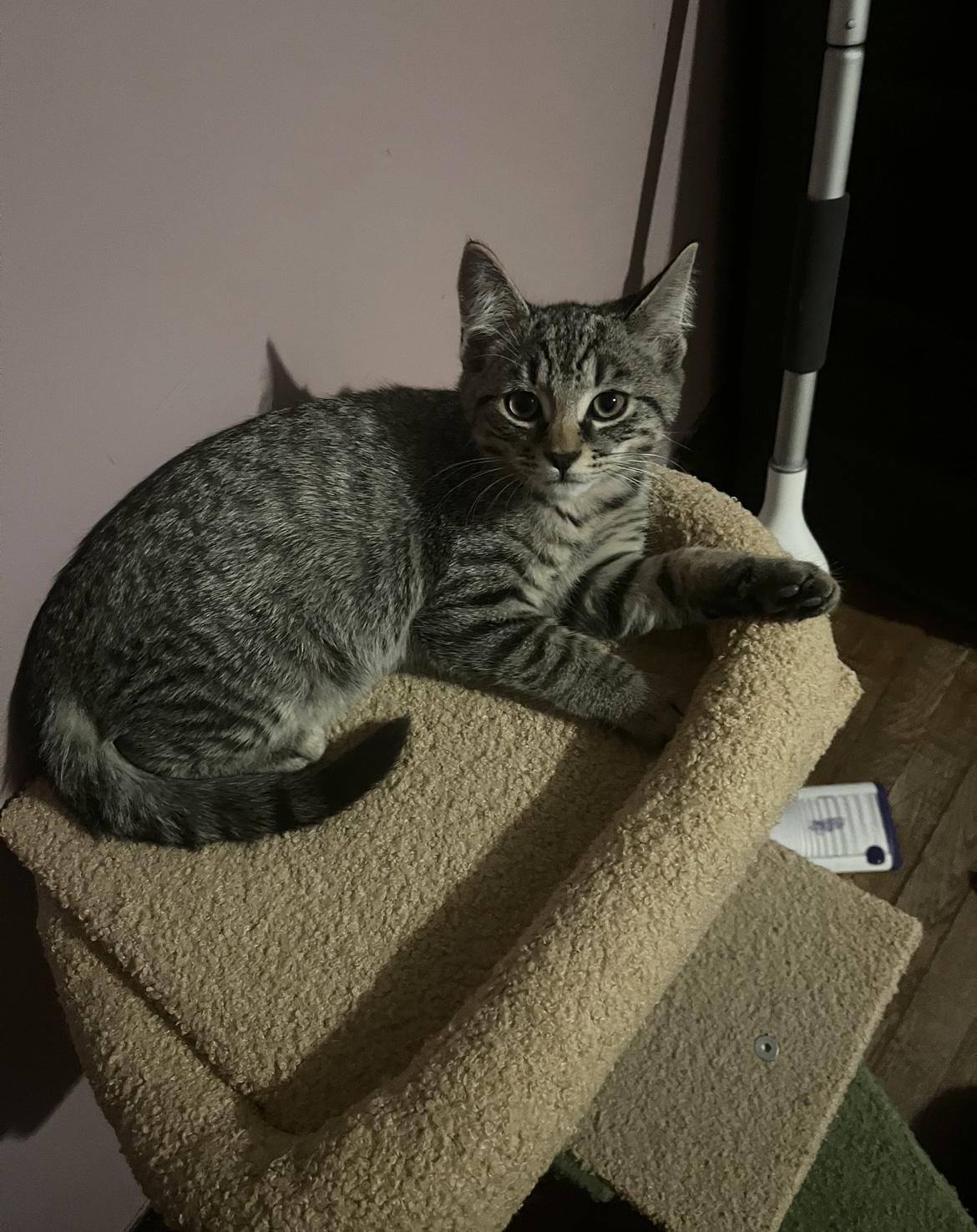 Bluebell, Adoptable, Young Male Domestic Short Hair.