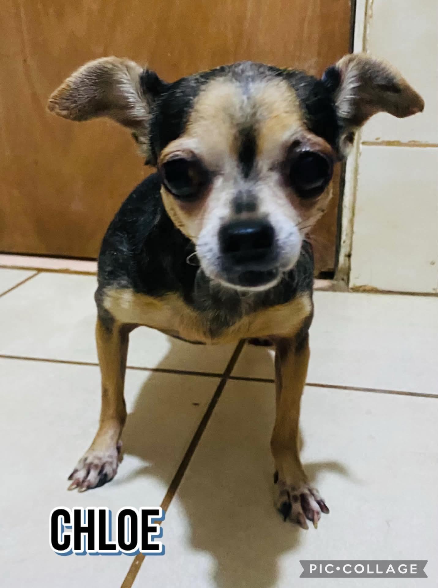 CHLOE, Adopted, Senior Female Chihuahua.