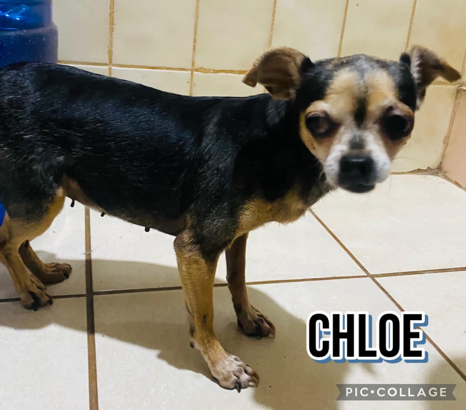Enlarge CHLOE, a Adopted Chihuahua in Villalba, PR image 3/3