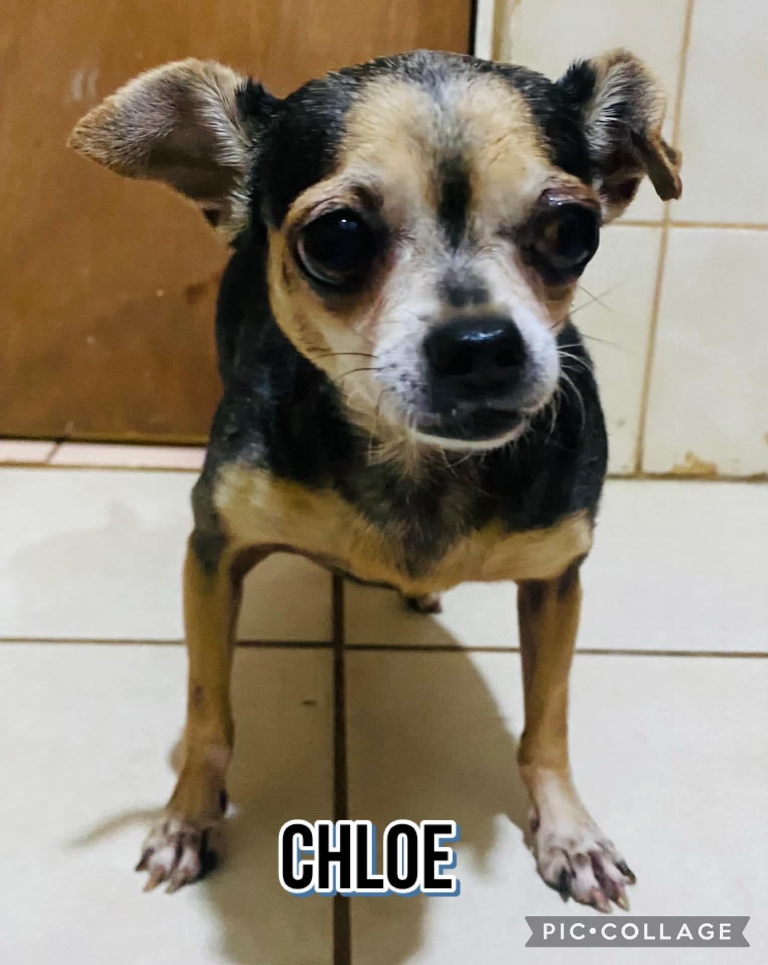 Enlarge CHLOE, a Adopted Chihuahua in Villalba, PR image 2/3