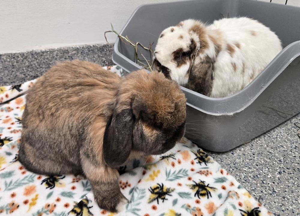 Enlarge Gyoza, a Adoptable Mini Lop in Westford, MA image 2/6
