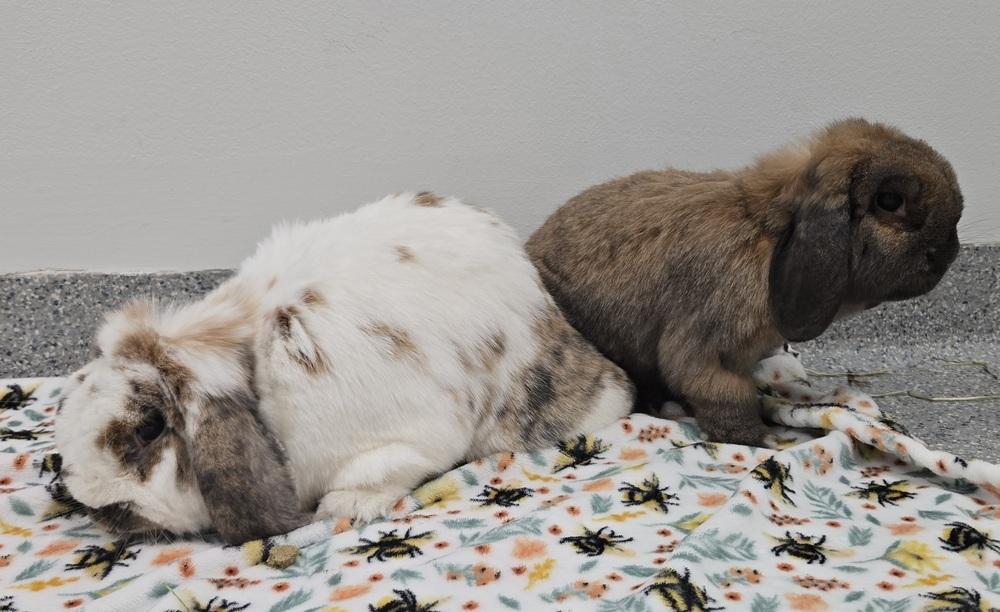 Enlarge Gyoza, a Adoptable Mini Lop in Westford, MA image 3/6