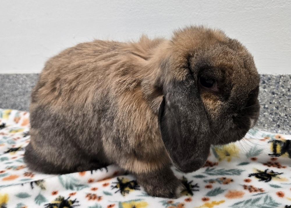 Enlarge Gyoza, a Adoptable Mini Lop in Westford, MA image 4/6