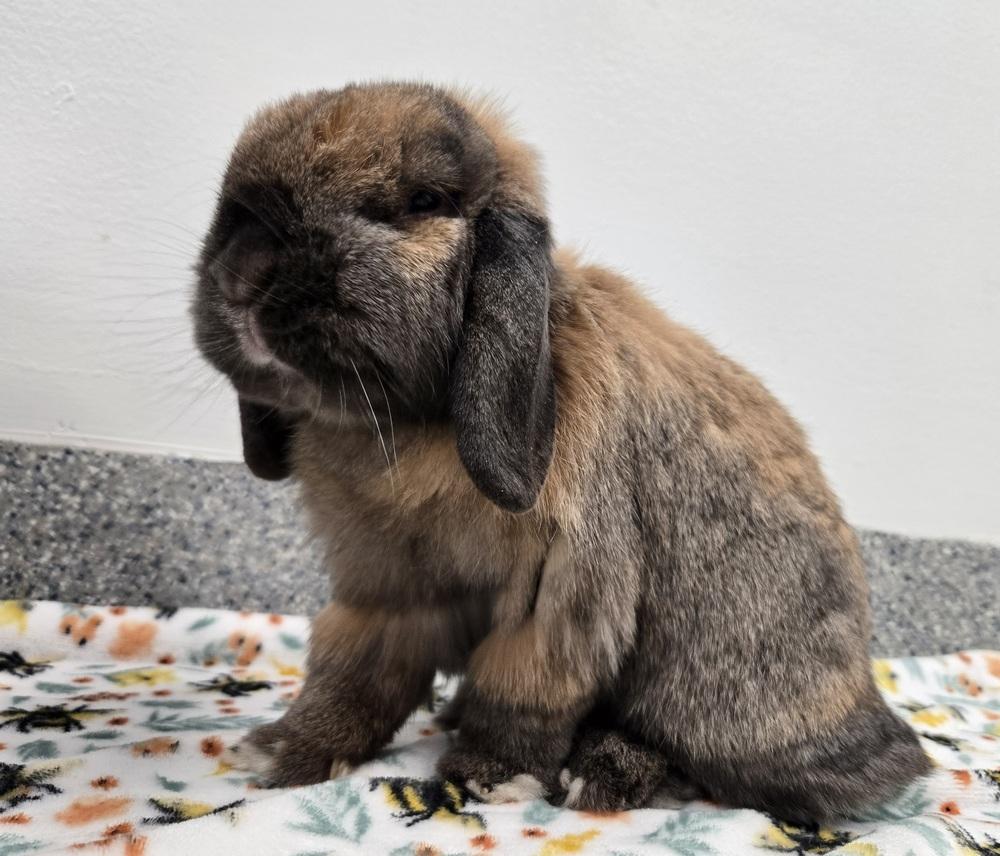 Enlarge Gyoza, a Adoptable Mini Lop in Westford, MA image 5/6