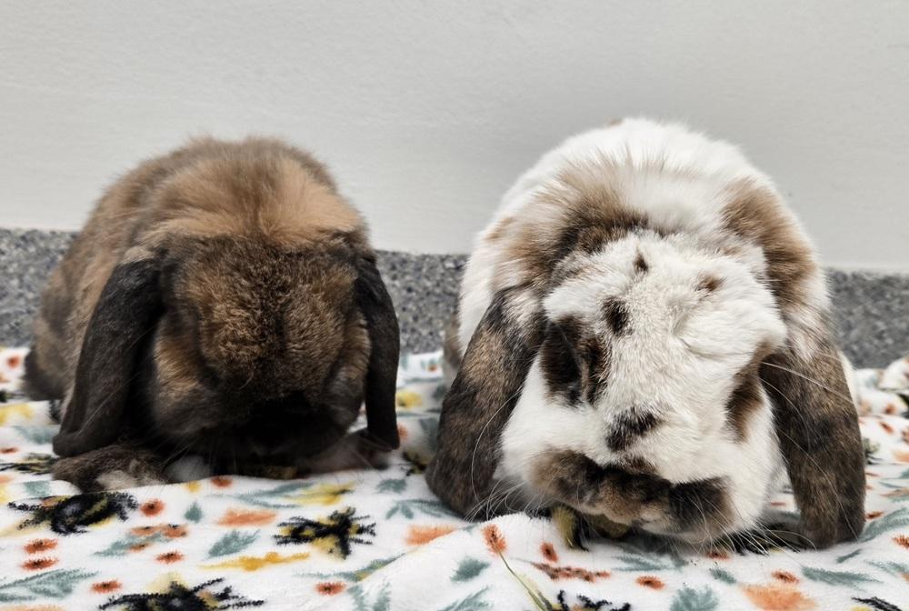 Enlarge Gyoza, a Adoptable Mini Lop in Westford, MA image 6/6