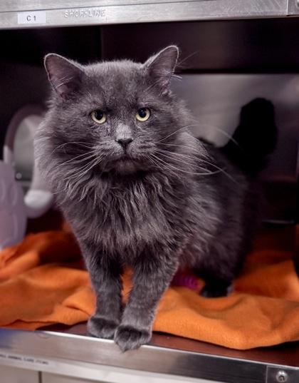 Enlarge Thunder, a ADOPTABLE Domestic Long Hair in Bishop, GA image 1/1