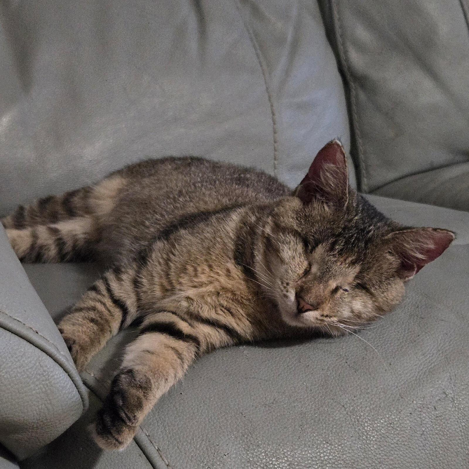 Billie Eyeless, Adoptable, Young Female Tabby.