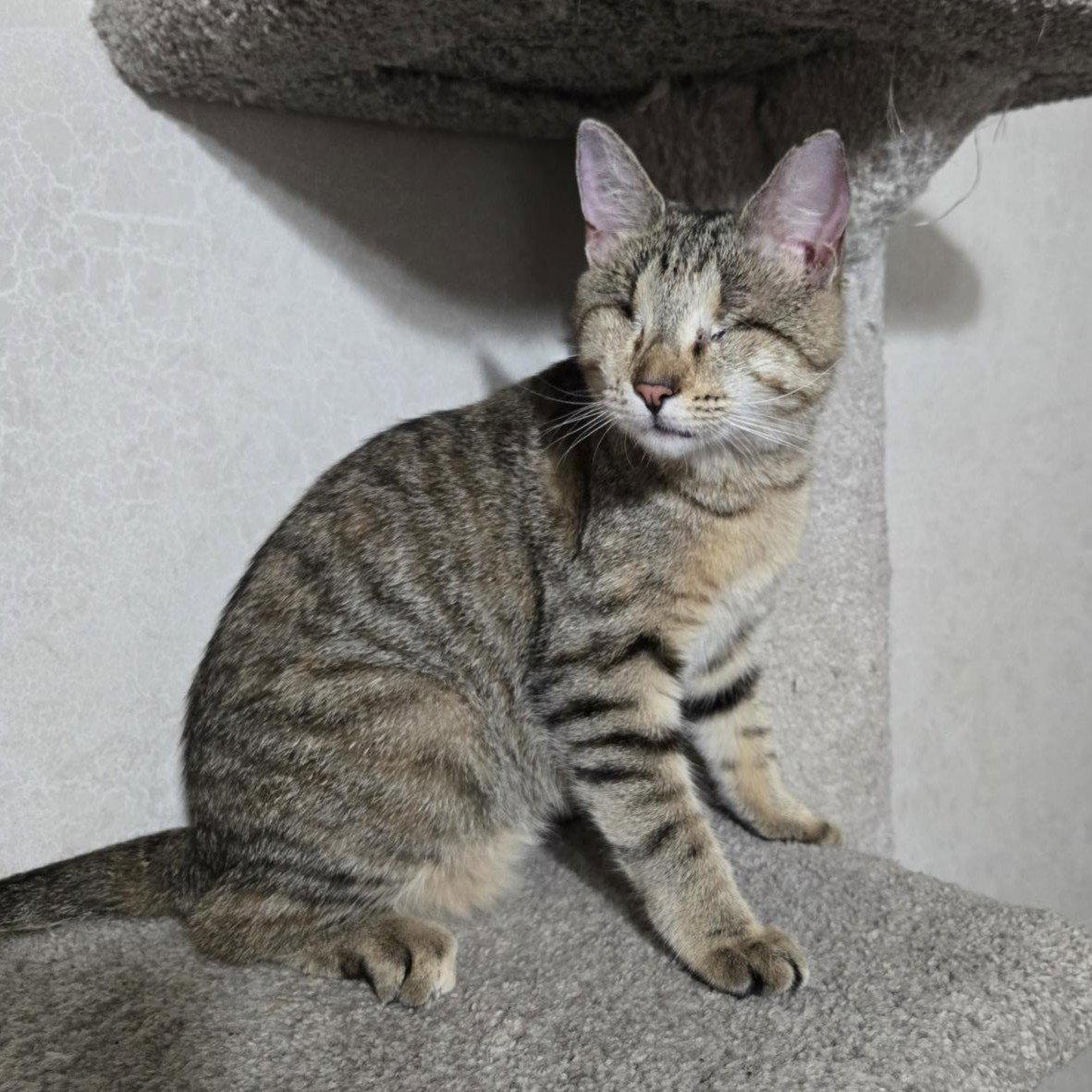 Enlarge Billie Eyeless, a Adoptable Tabby in Garland, TX image 2/3