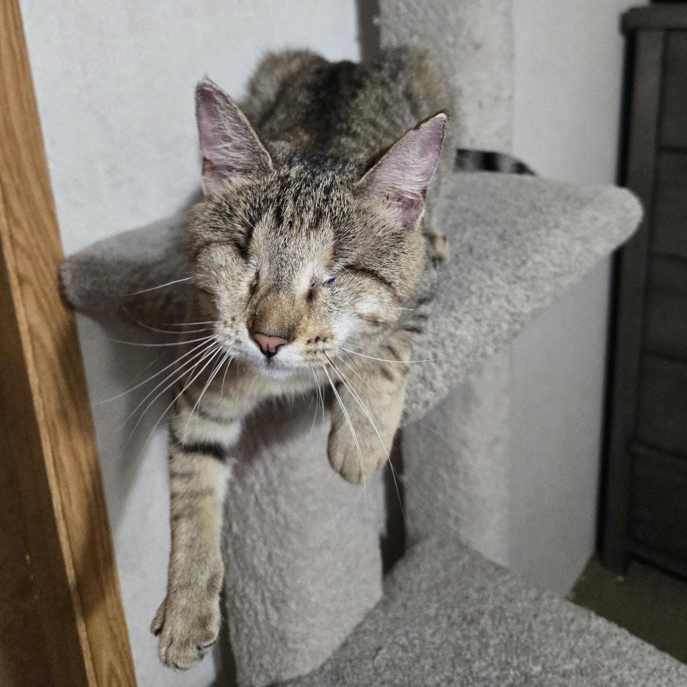Enlarge Billie Eyeless, a Adoptable Tabby in Garland, TX image 3/3