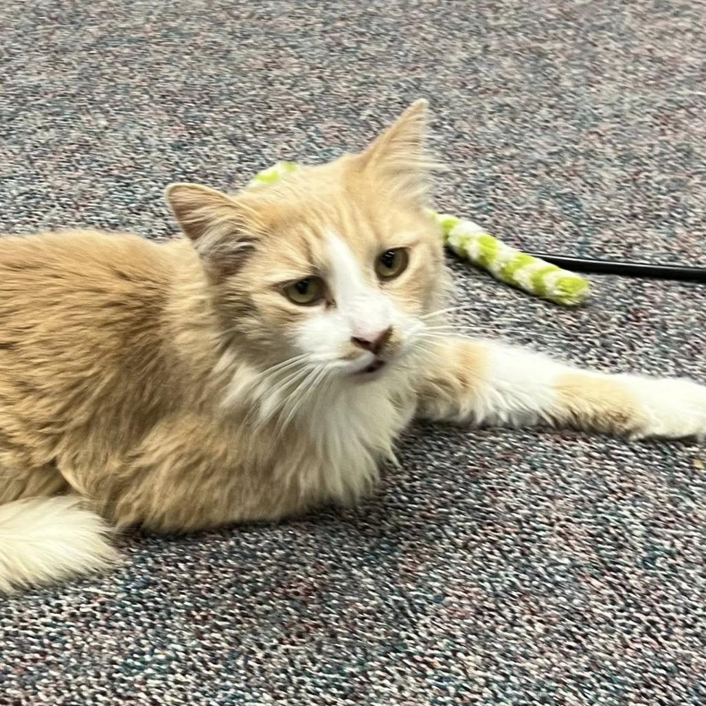 Enlarge Grandpa, a Adoptable Domestic Short Hair in Hamburg, NY image 1/1