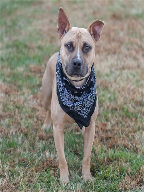 PECAN PIE, Adoptable, Young Male American Staffordshire Terrier.