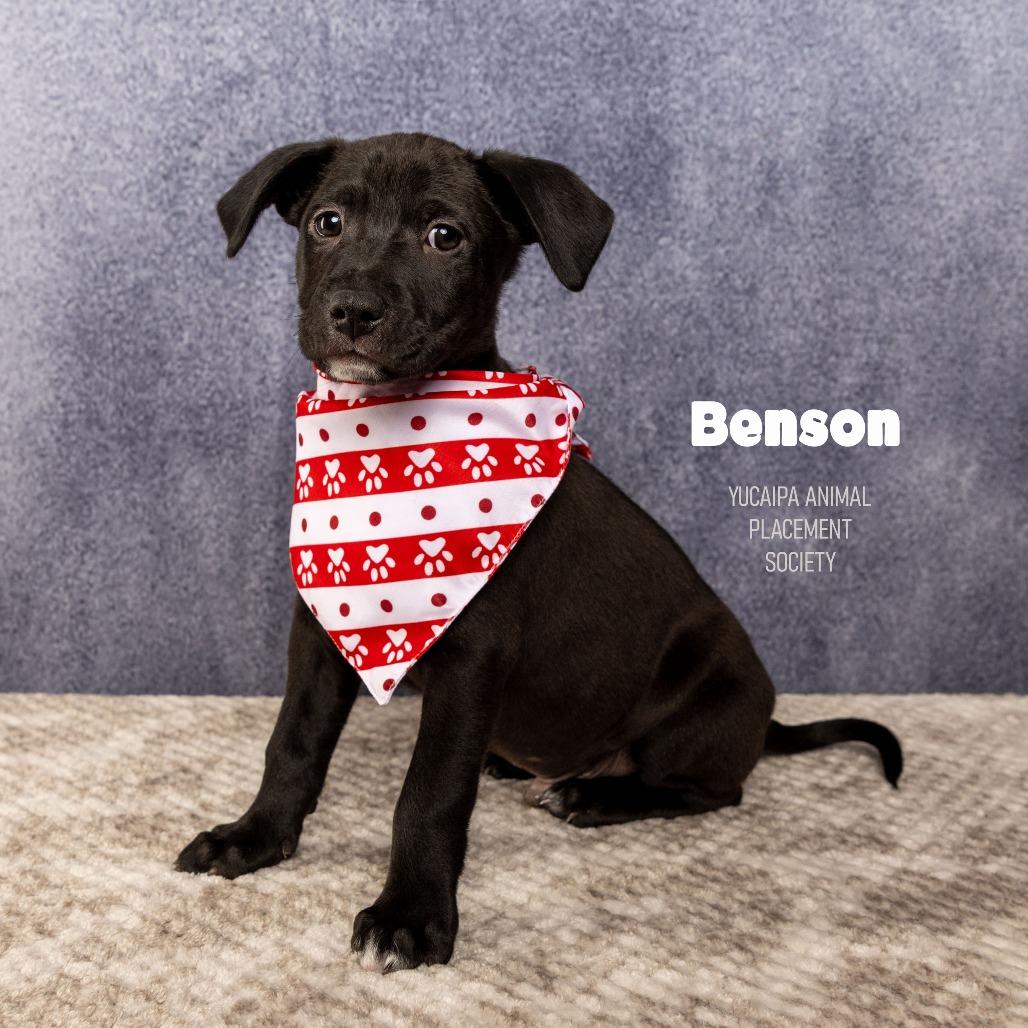 Benson, Adoptable, Puppy Male Terrier.