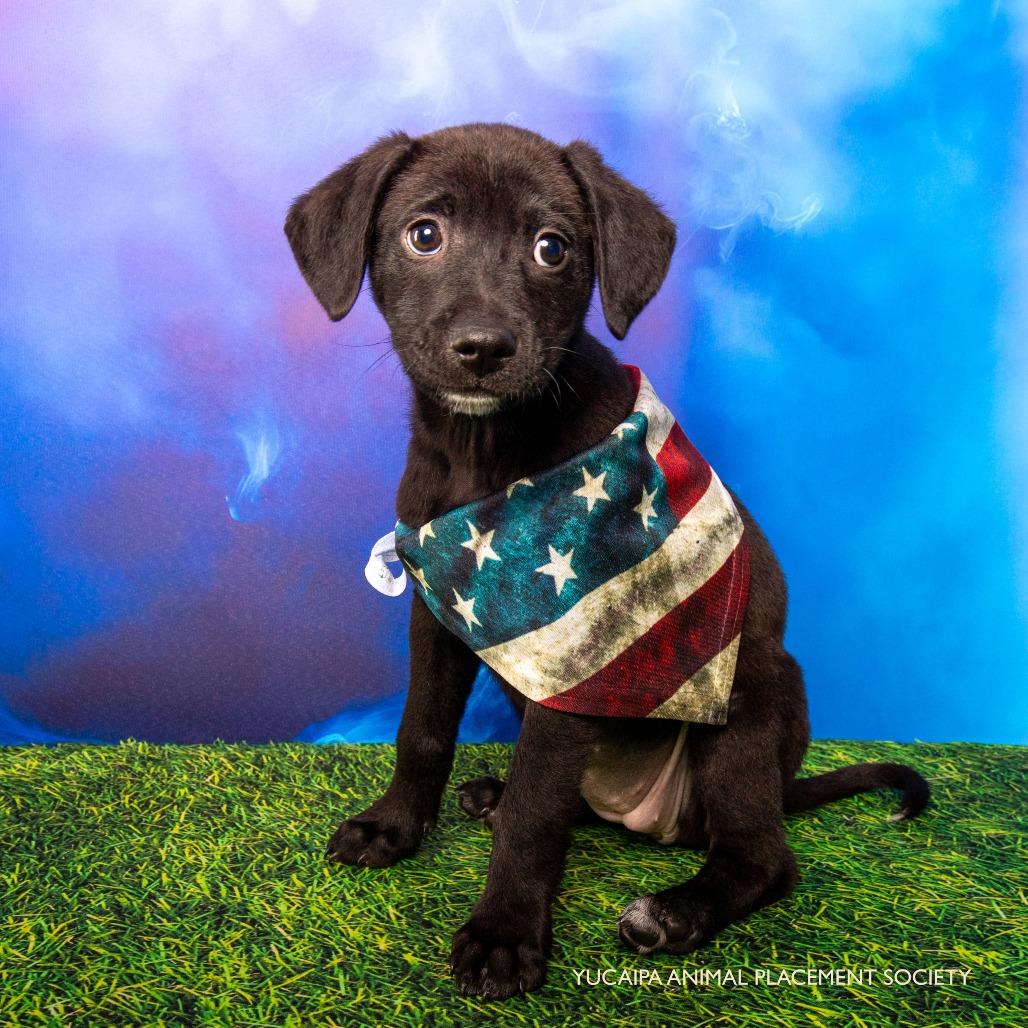 Benson, a Adoptable Terrier in Yucaipa, CA image 2/4
