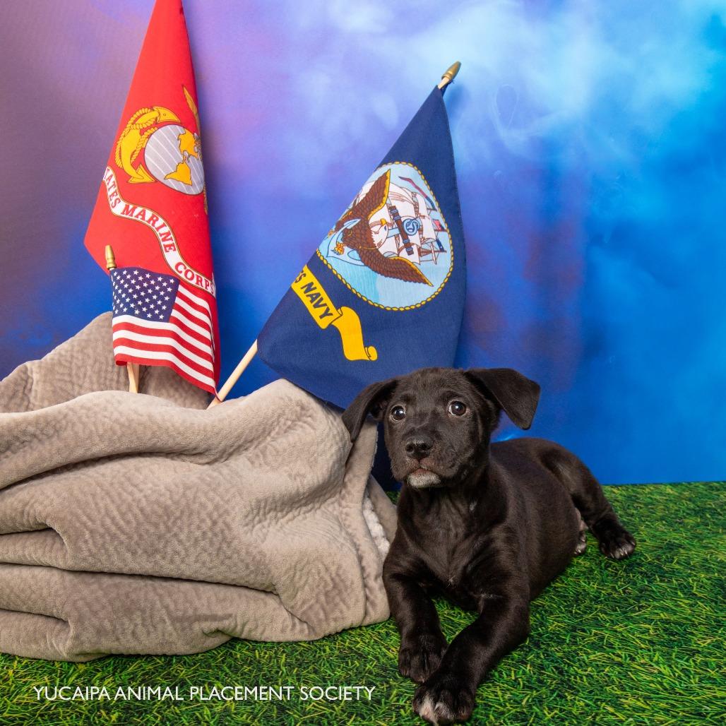 Benson, a Adoptable Terrier in Yucaipa, CA image 3/4