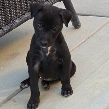 Benson, a Adoptable Terrier in Yucaipa, CA image 4/4
