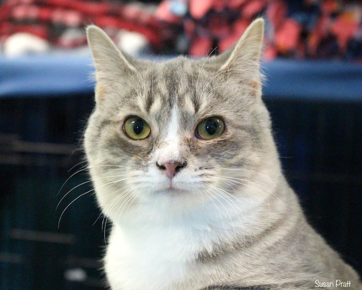 Enlarge Click, a Adoptable mixed breed in Bedford, VA image 1/1