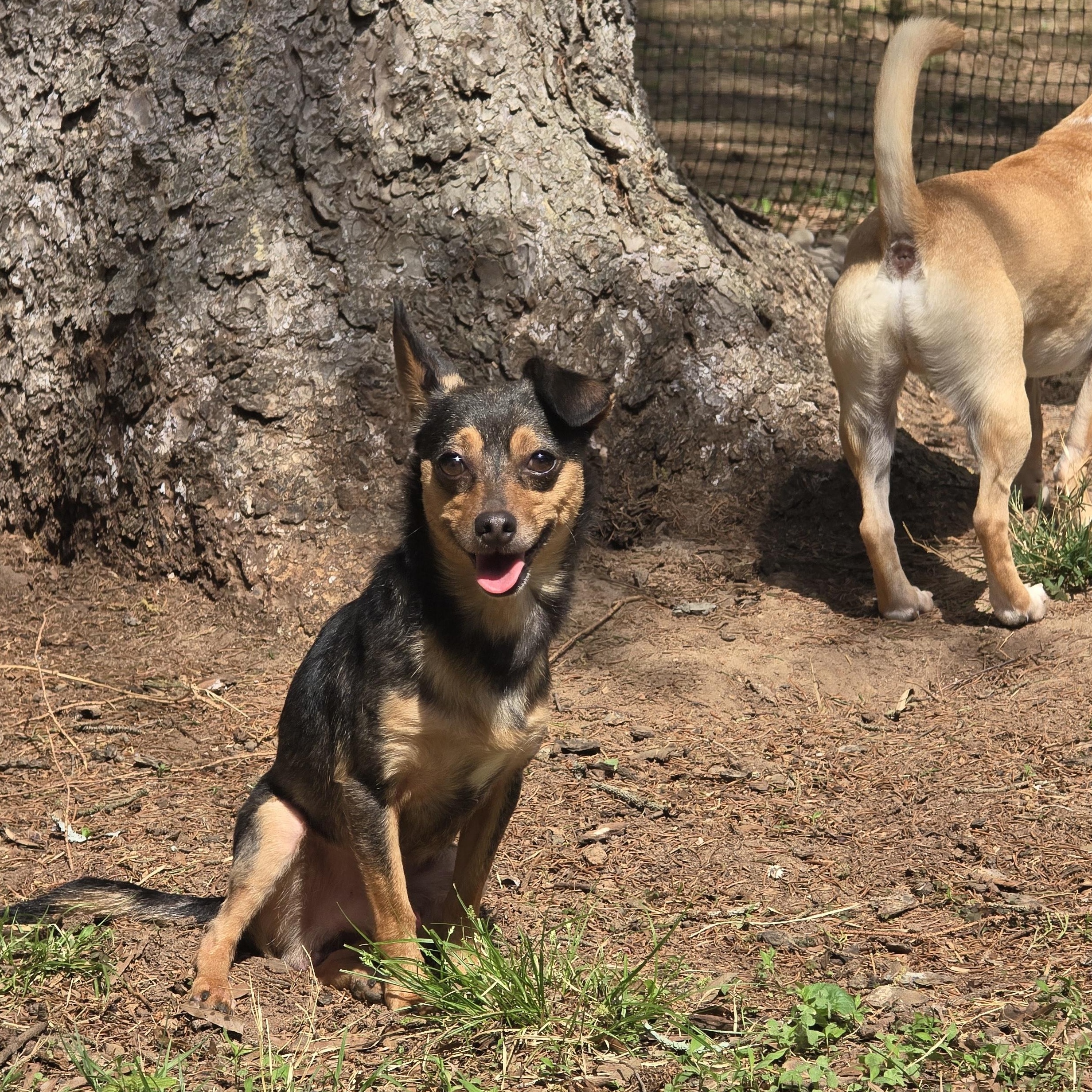 Enlarge Gordon , a ADOPTABLE mixed breed in Charlotte, NC image 1/6