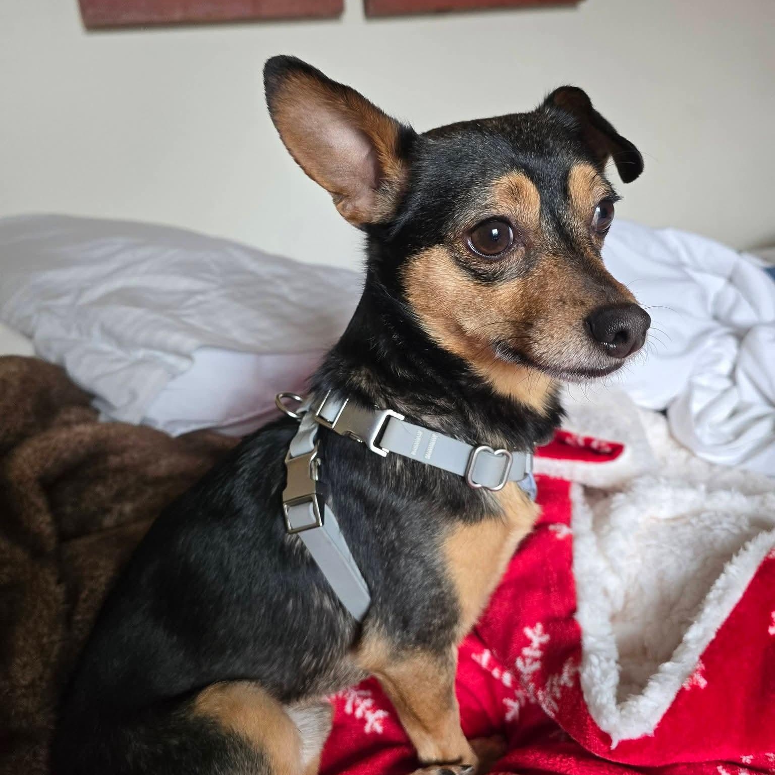 Enlarge Gordon , a ADOPTABLE mixed breed in Charlotte, NC image 6/6