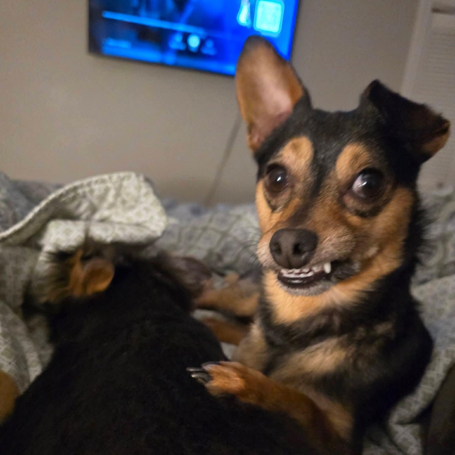 Enlarge Gordon , a ADOPTABLE mixed breed in Charlotte, NC image 3/6