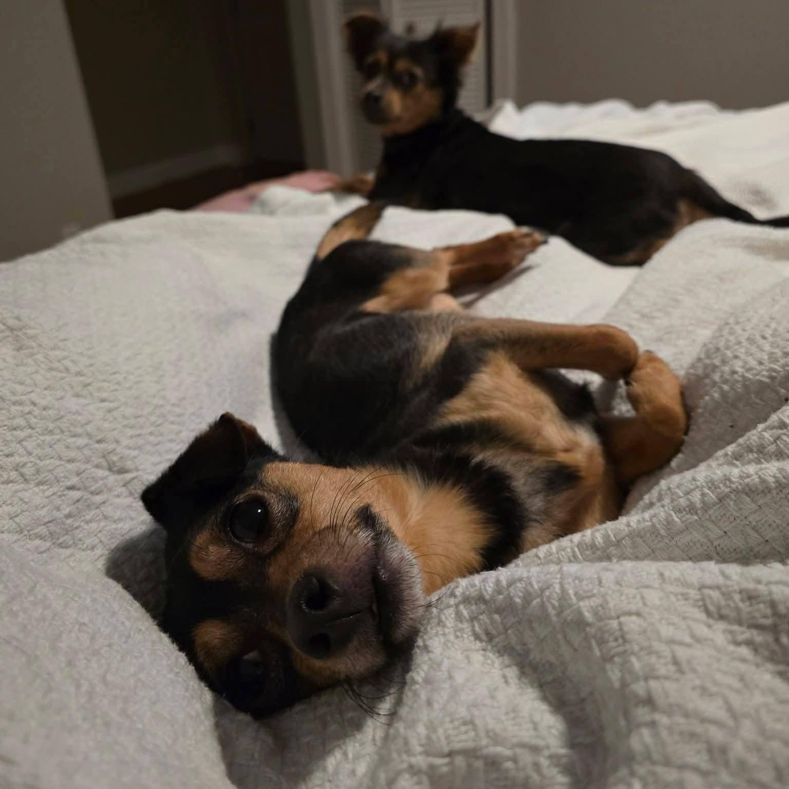 Enlarge Gordon , a ADOPTABLE mixed breed in Charlotte, NC image 5/6