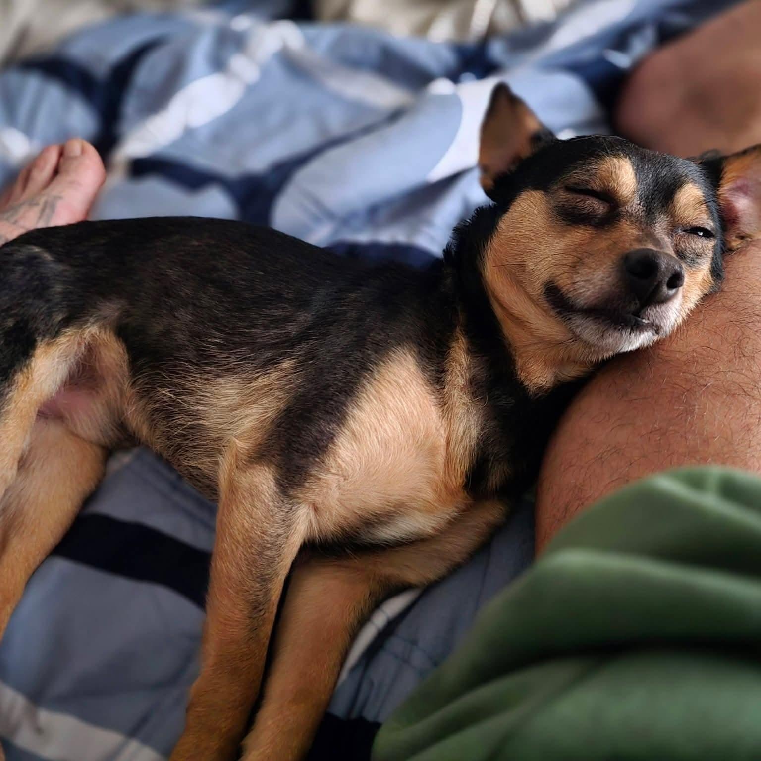 Enlarge Gordon , a ADOPTABLE mixed breed in Charlotte, NC image 4/6