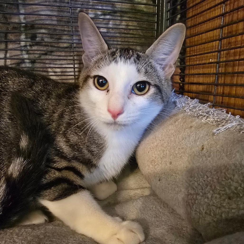 Jason, Adoptable, Young Male Domestic Short Hair.
