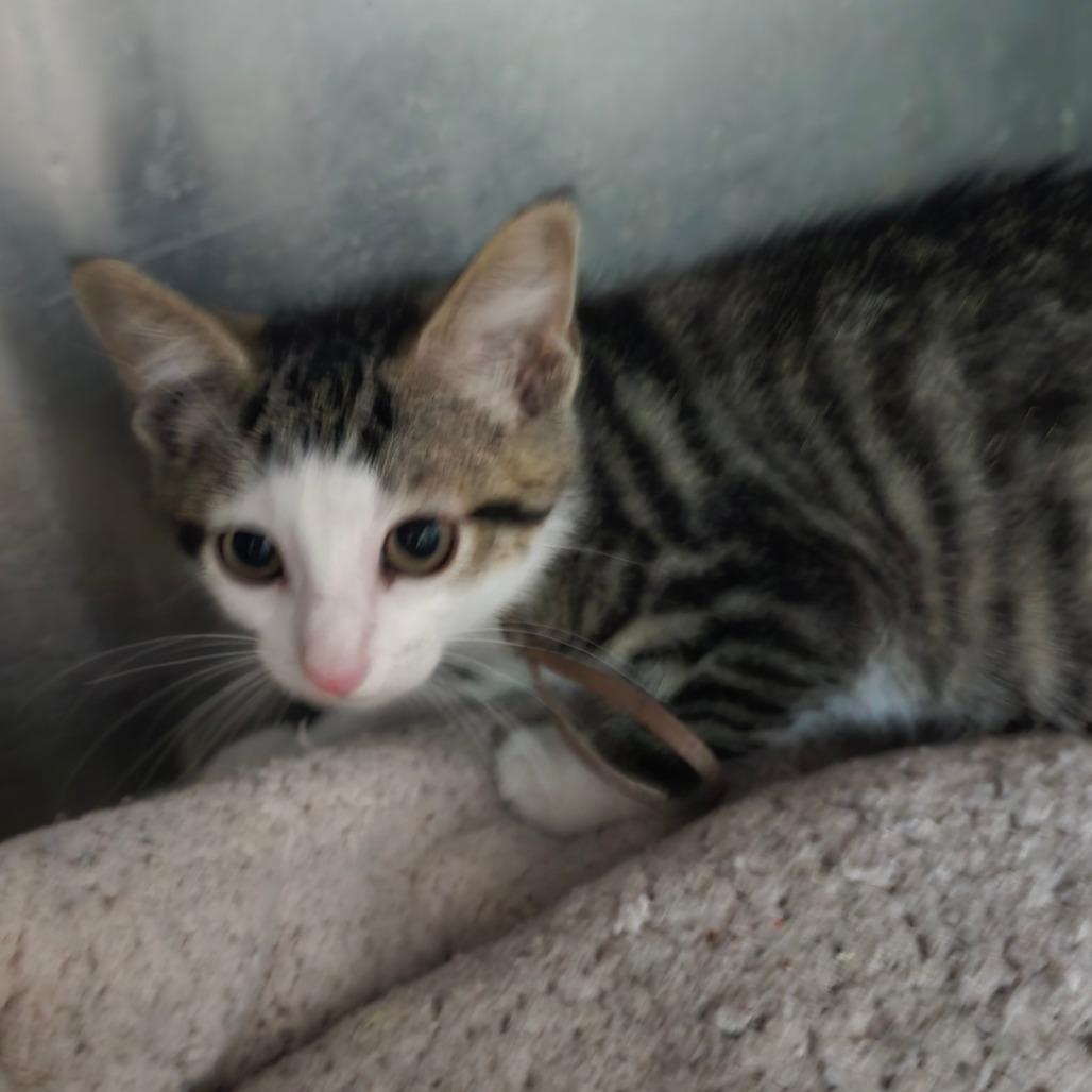 Enlarge Jason, a Adoptable Domestic Short Hair in Hanna City, IL image 2/2