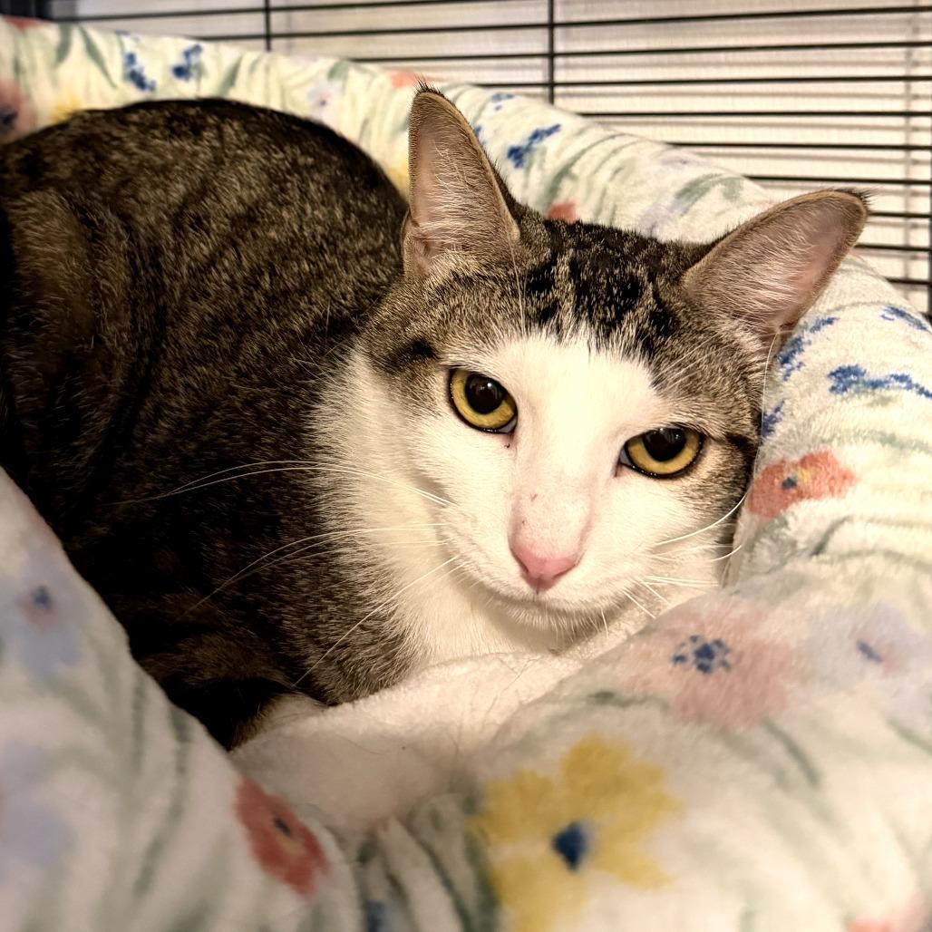 Enlarge Jason, a Adoptable Domestic Short Hair in Hanna City, IL image 3/3