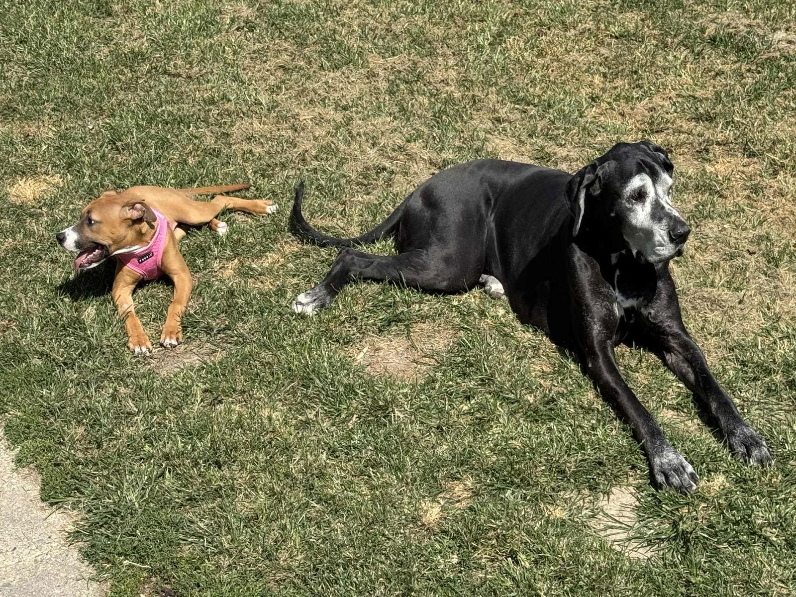 Biscuit, a Adopted Boxer in Shakopee, MN image 1/3