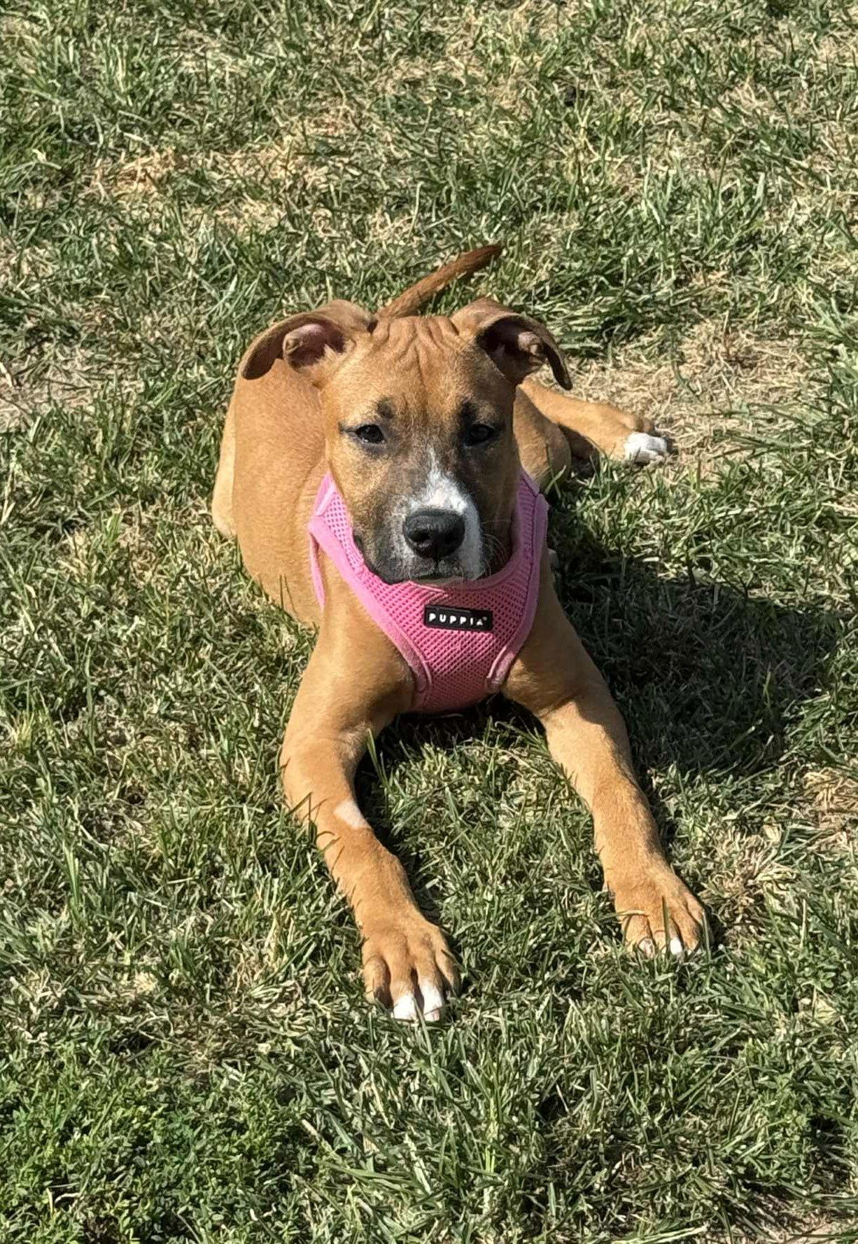 Biscuit, a Adopted Boxer in Shakopee, MN image 2/3
