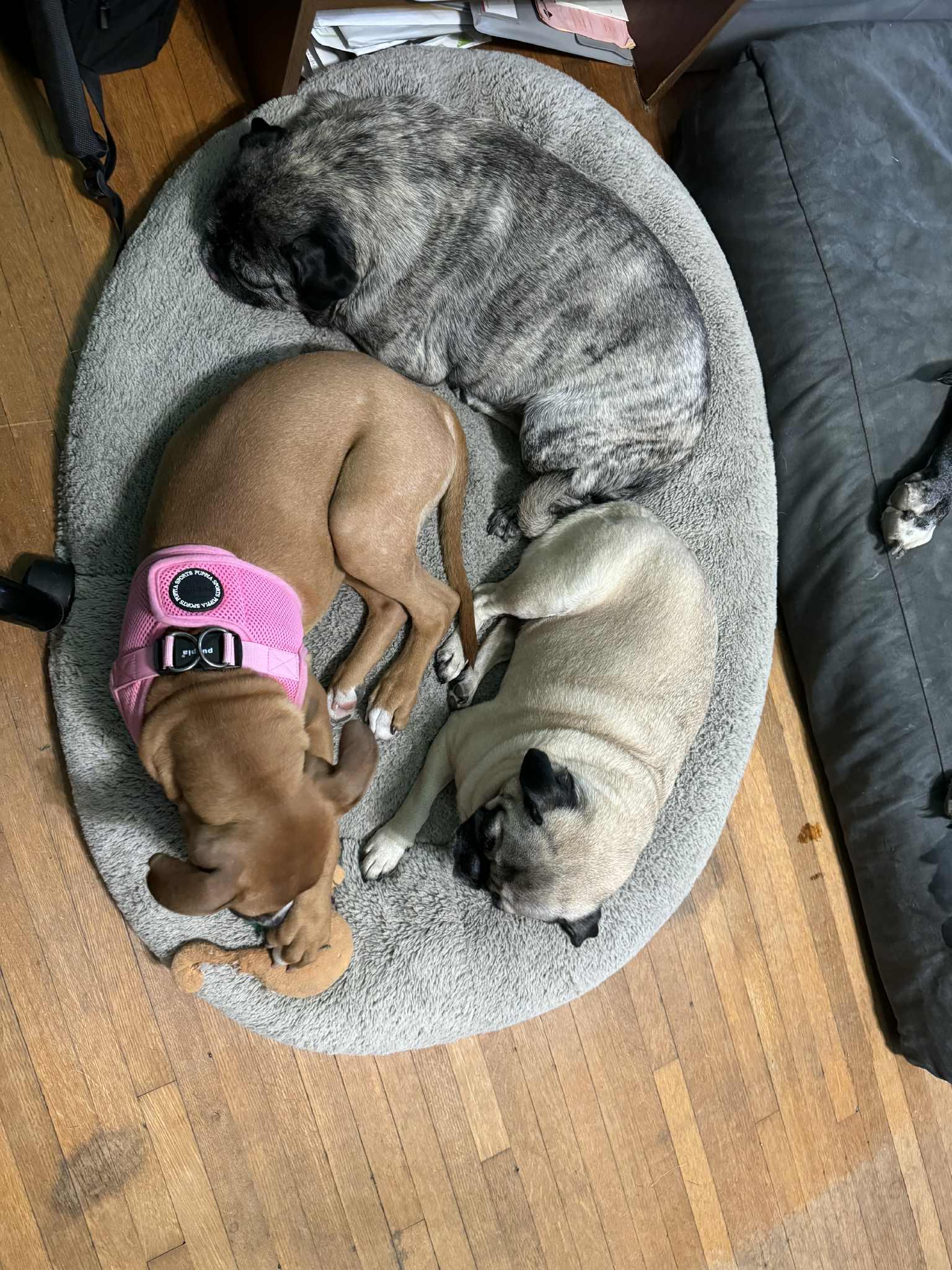 Biscuit, a Adopted Boxer in Shakopee, MN image 3/3