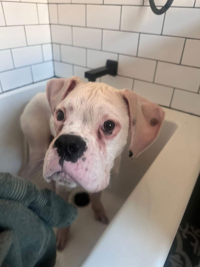 Benny, Adoptable, Young Male Boxer.